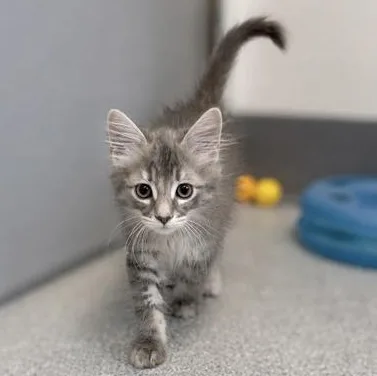 A baby medium-sized female Gray / Blue / Silver Domestic Medium Hair cat named Charlotte for adoption in Tinley Park, IL