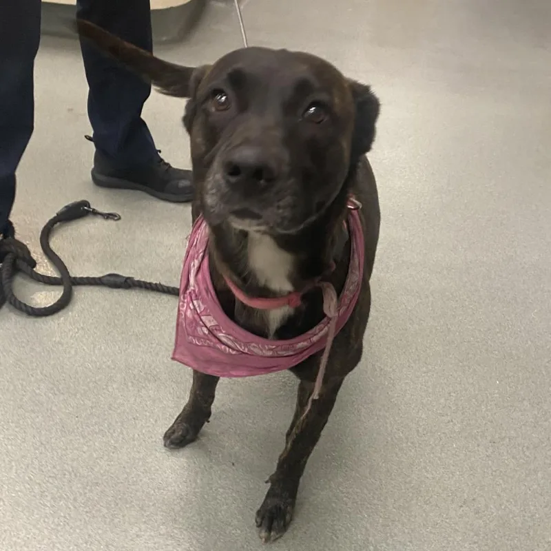 An adult medium-sized female Brindle Pit Bull Terrier dog named Whoopsie for adoption in Westminster, CA