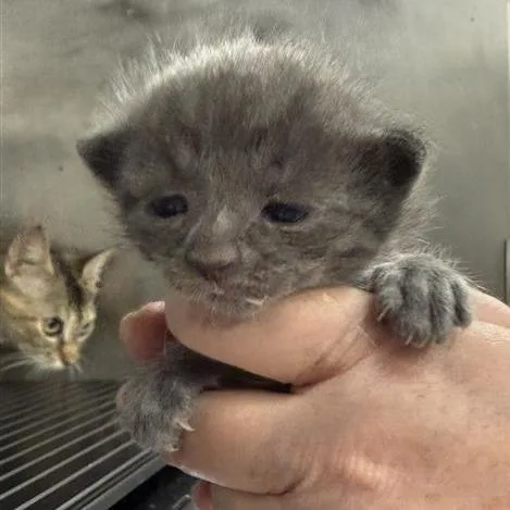 A baby small-sized male Gray / Blue / Silver American Shorthair cat named Meenie for adoption in Mount Shasta, CA