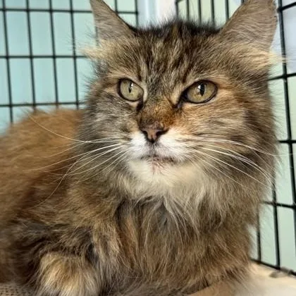 A senior medium-sized female Brown / Chocolate Domestic Medium Hair cat named Claudia for adoption in Fernandina Beach, FL