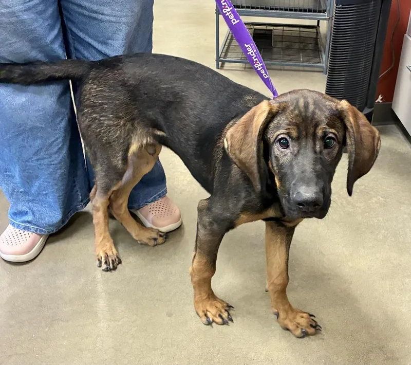 A baby large-sized male Bicolor Hound dog named Jimmy Dean for adoption in Mason City, IA