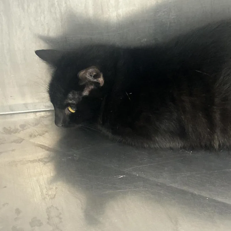 A young medium-sized female Black Abyssinian cat named Morticia for adoption in Birmingham, AL