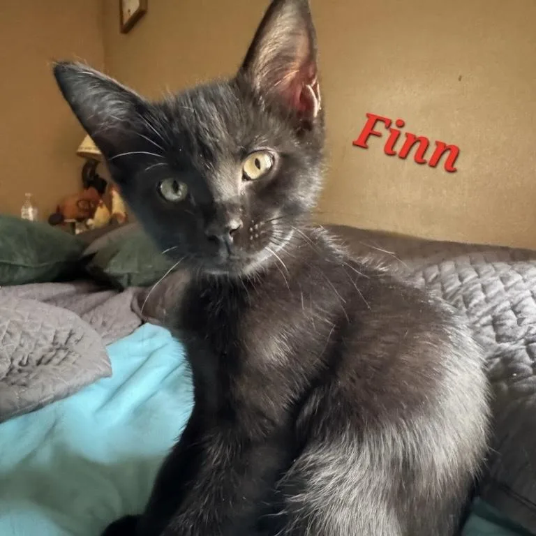 A baby small-sized male Black Domestic Short Hair cat named Finn for adoption in Bentonville, AR