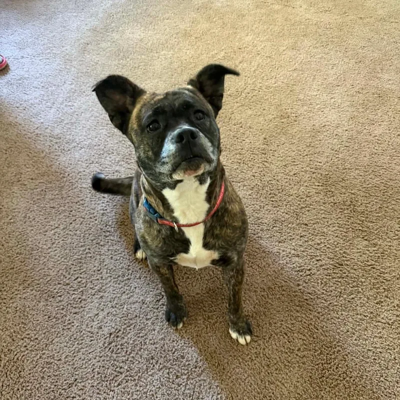 An adult medium-sized female Brindle Pit Bull Terrier dog named Jessie for adoption in Lima, OH