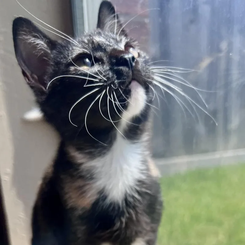 A baby medium-sized female Tortoiseshell Domestic Short Hair cat named Sissy for adoption in Houston, TX