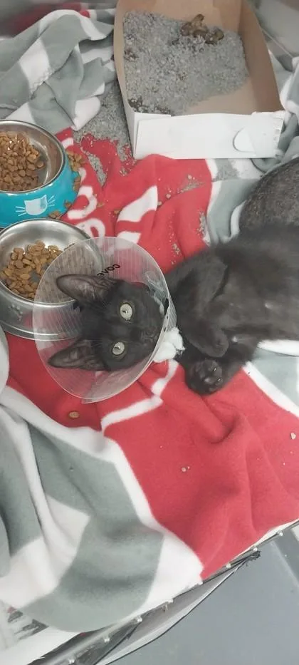 A young small-sized male Domestic Short Hair cat named Canon for adoption in North Miami Beach, FL