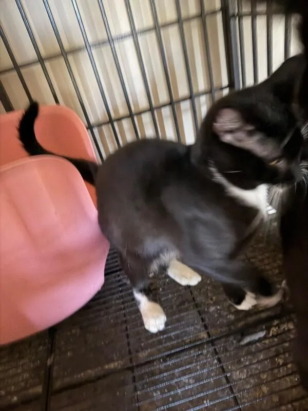 An adult small-sized male Black & White / Tuxedo Tuxedo cat named Bow for adoption in Partlow, VA