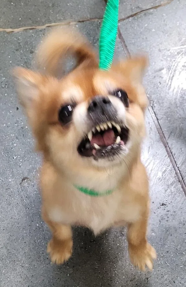 An adult small-sized male Chihuahua dog named Pen c Dutch for adoption in Lawrenceville, GA