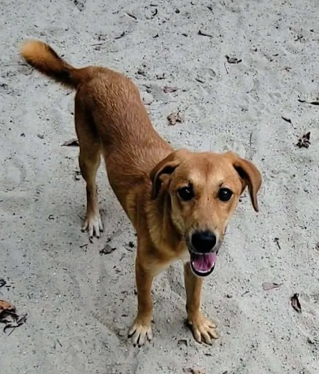 A baby medium-sized female Labrador Retriever dog named Dixie for adoption in Gillsville, GA