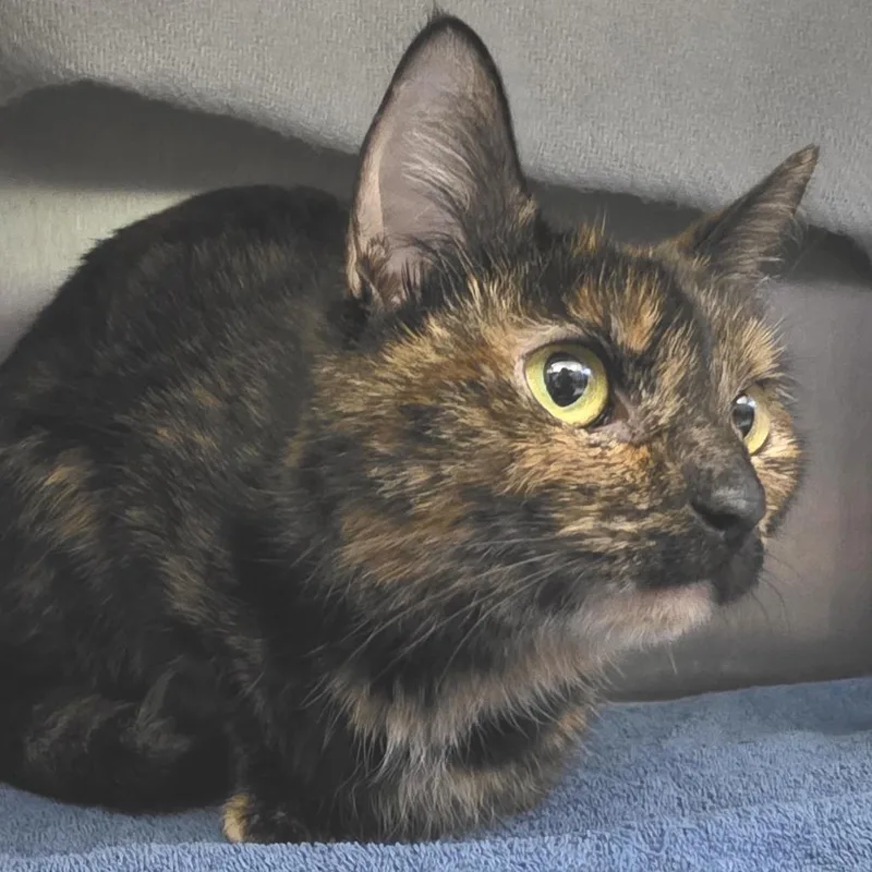 An adult medium-sized female Tortoiseshell Domestic Short Hair cat named Jupiter for adoption in Fort Wayne, IN
