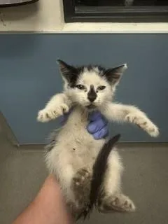 A baby small-sized male Domestic Short Hair cat named Enzo for adoption in Miami, FL