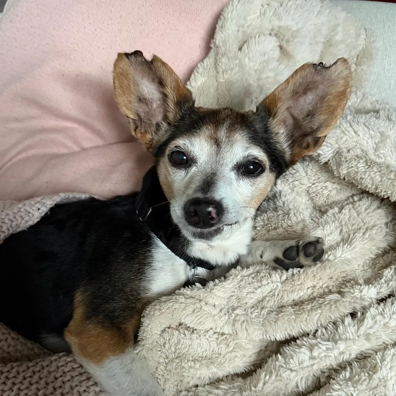 A senior small-sized male Black Mixed Breed dog named Springer for adoption in Chicago, IL