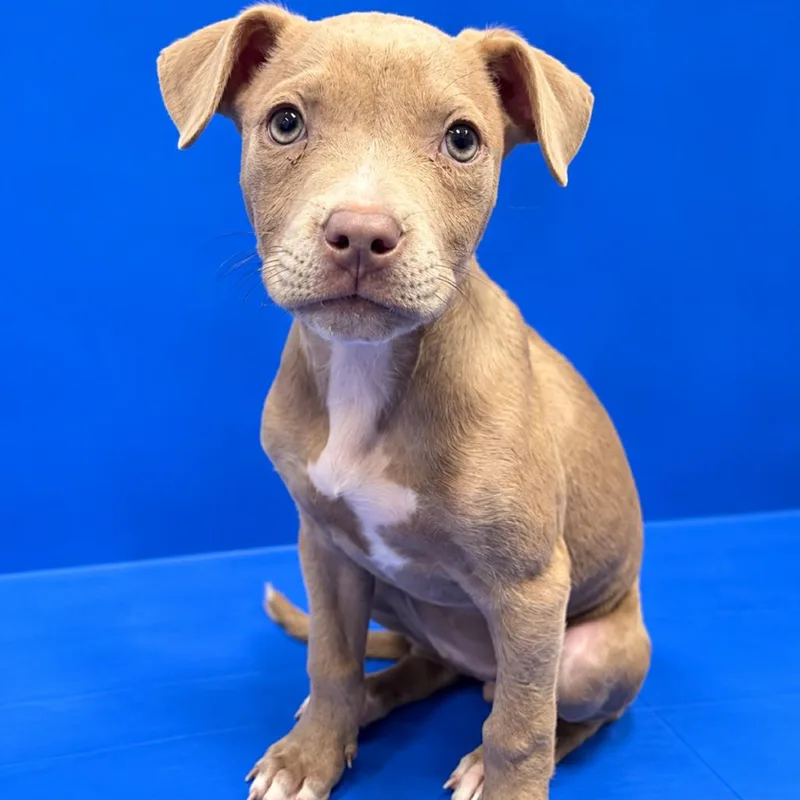 A baby medium-sized female American Staffordshire Terrier dog named Penny for adoption in Fredericksburg, TX