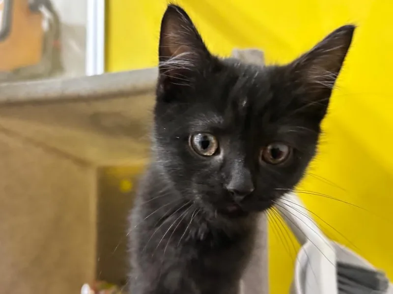 A baby small-sized male Domestic Short Hair cat named Florian for adoption in Powell, OH