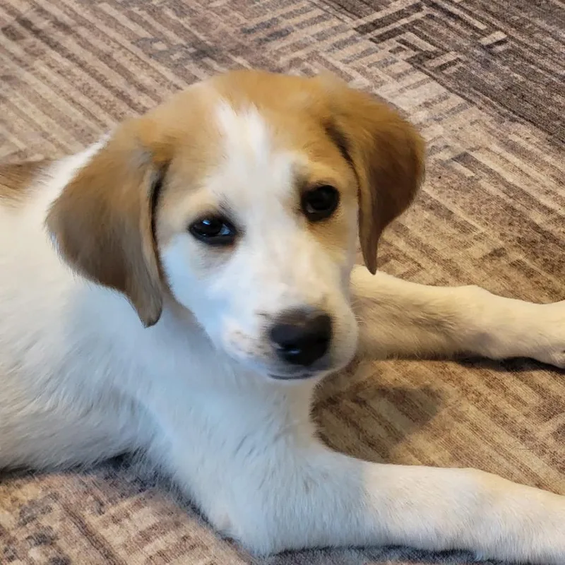 A baby medium-sized male White / Cream Mixed Breed dog named Jake for adoption in Fredericksburg, VA