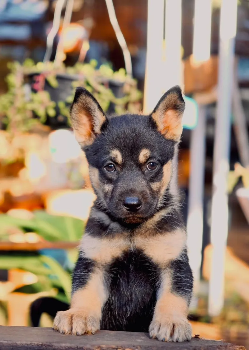 A baby large-sized female Siberian Husky dog named Betty for adoption in San Diego, CA