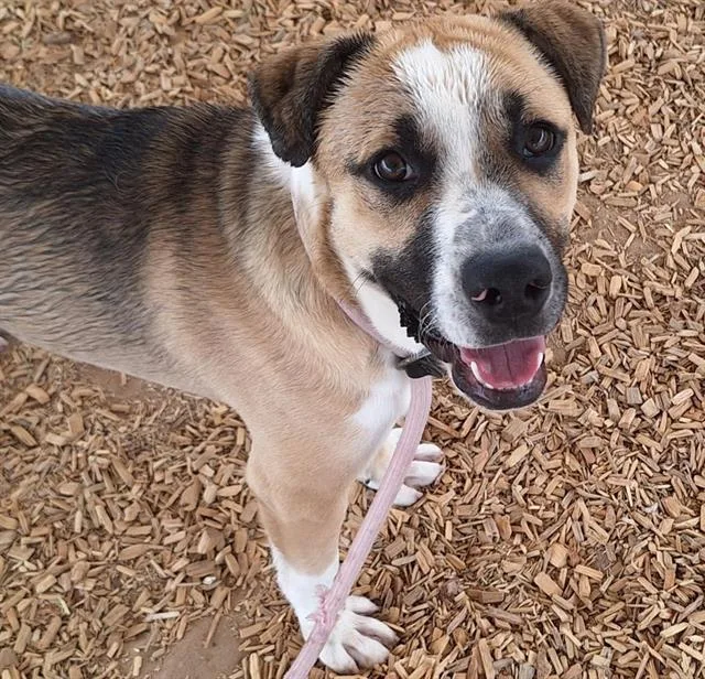 An adult medium-sized male German Shepherd Dog dog named Chico for adoption in Albuquerque, NM