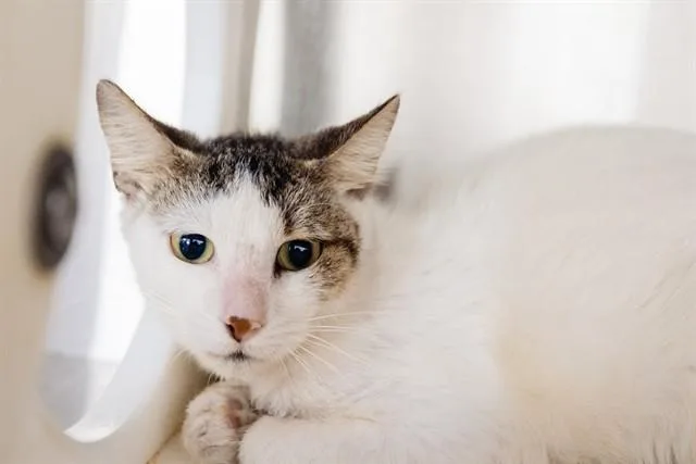 A young small-sized female Domestic Short Hair cat named Snowball for adoption in Orlando, FL