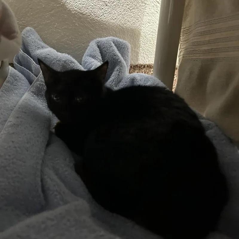 A baby small-sized male Gray / Blue / Silver Domestic Short Hair cat named Captain Kidd for adoption in Springfield, MA