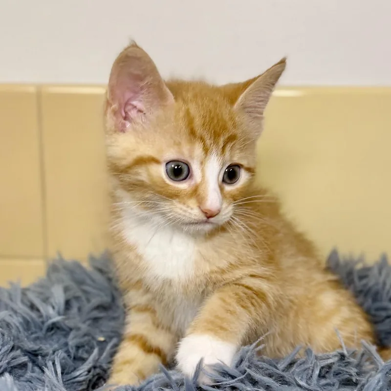 A baby small-sized female Orange / Red Domestic Short Hair cat named Coupe for adoption in East Hampton, NY