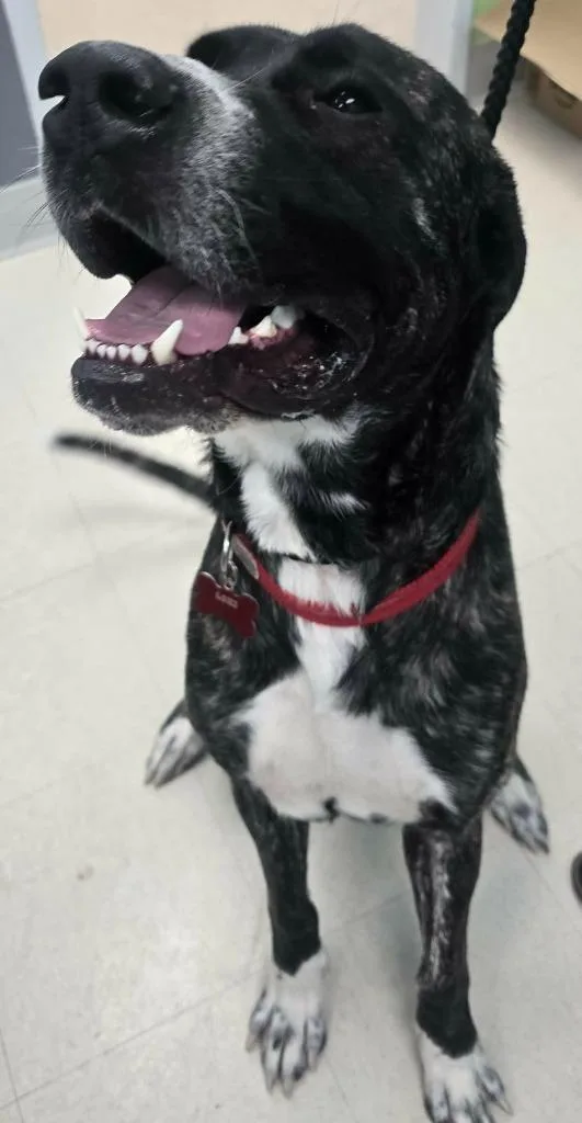 Loki