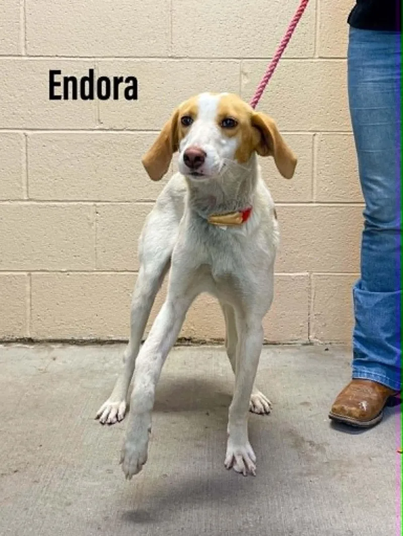 Endora
