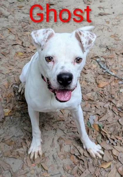 Ghost thumbnail 3