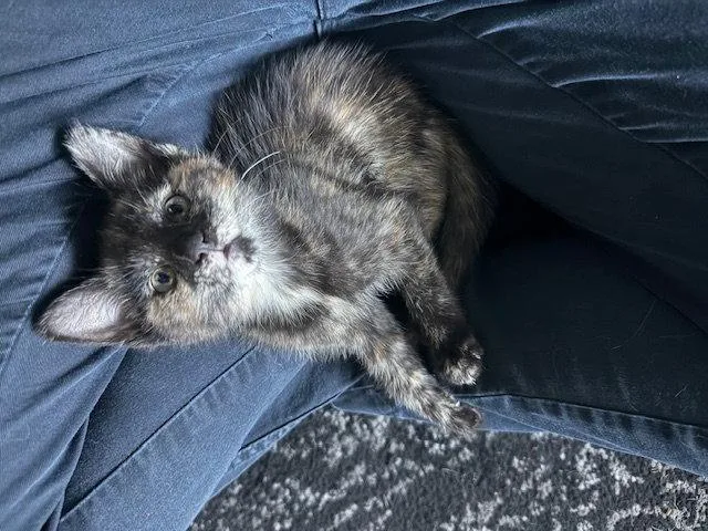 A baby medium-sized female Domestic Short Hair cat named Seraphym for adoption in Walnut Creek, CA