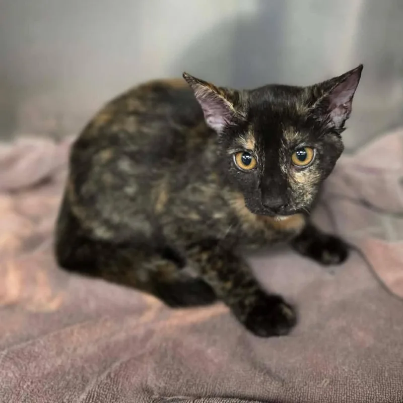 A baby small-sized female Tortoiseshell Domestic Short Hair cat named Rebekah for adoption in Martinsville, VA