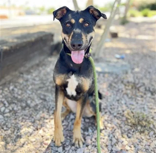 An adult large-sized female German Shepherd Dog dog named Abby for adoption in Mesa, AZ