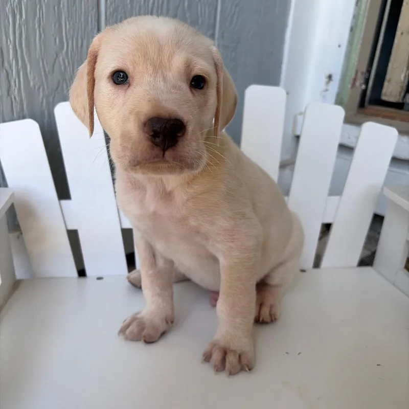 A baby medium-sized male White / Cream Mixed Breed dog named Bartlett for adoption in Fredericksburg, TX