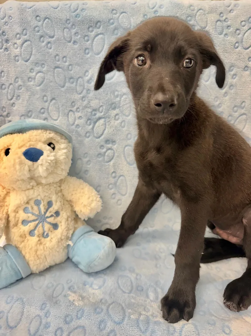 A young medium-sized male Black Belgian Shepherd / Malinois dog named Xarelto for adoption in Miami, FL