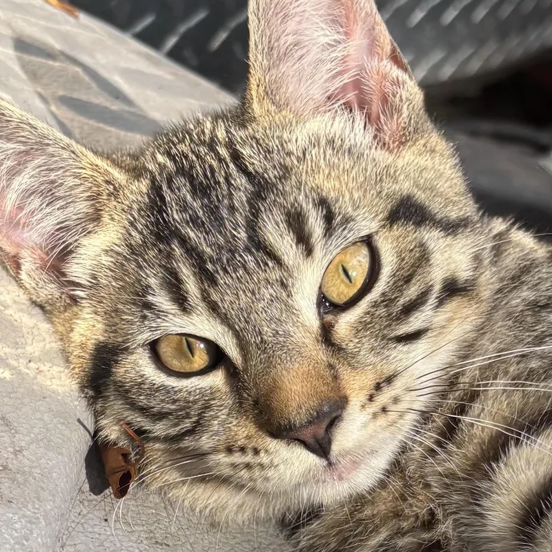A baby medium-sized male Domestic Short Hair cat named Ambrose for adoption in Valparaiso, IN