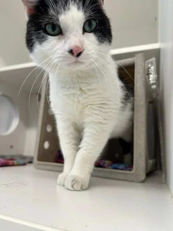 A senior medium-sized female White Domestic Medium Hair cat named Precious for adoption in Manassas, VA