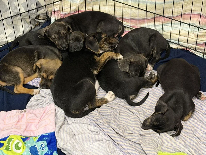 Polly Pocket thumbnail 2