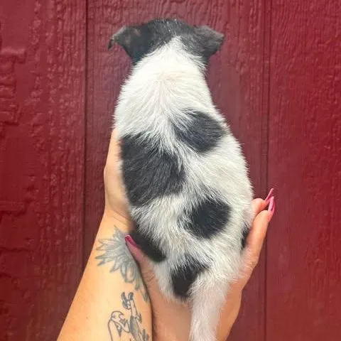 Petunia thumbnail 2
