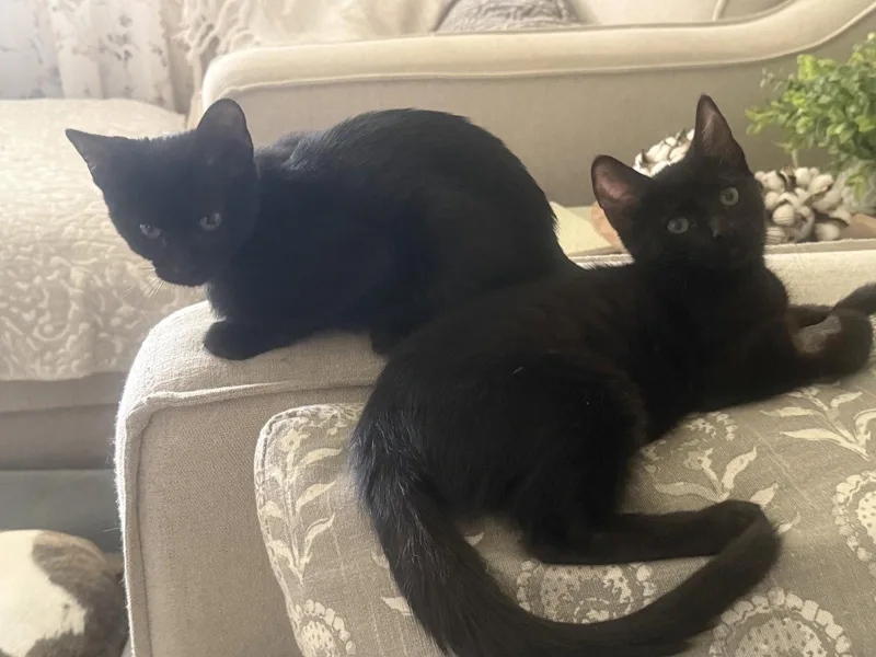 A baby medium-sized female Black Domestic Short Hair cat named Elvira for adoption in Fenton, MO