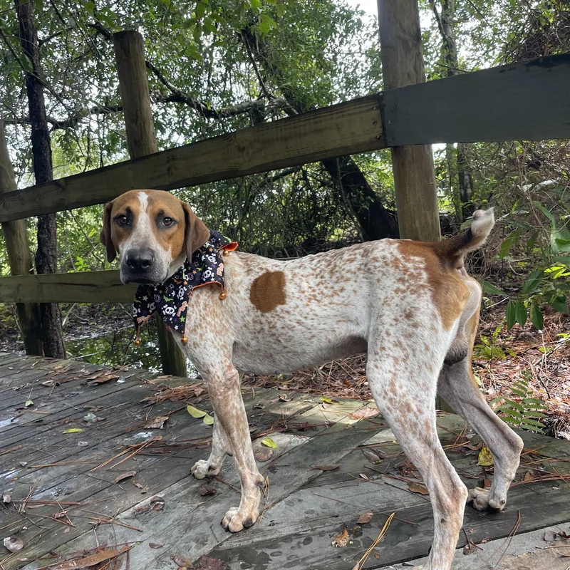 A young large-sized male English Coonhound dog named Ruger for adoption in Sebring, FL