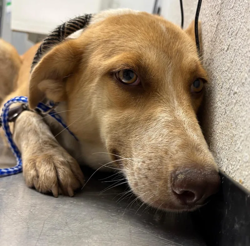 A young medium-sized female Australian Cattle Dog / Blue Heeler dog named Fiona for adoption in Lockhart, TX