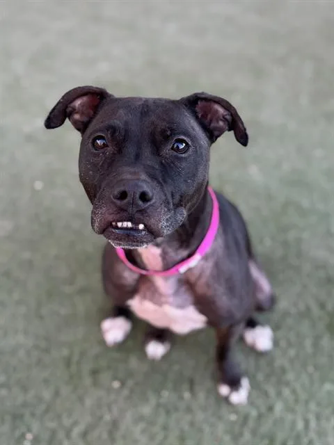 An adult medium-sized female Pit Bull Terrier dog named Pixie for adoption in Las Vegas, NV