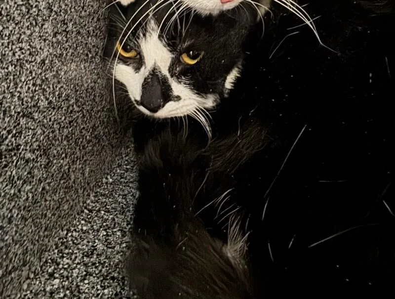An adult medium-sized male Domestic Short Hair cat named Eclipse for adoption in Cincinnati, OH