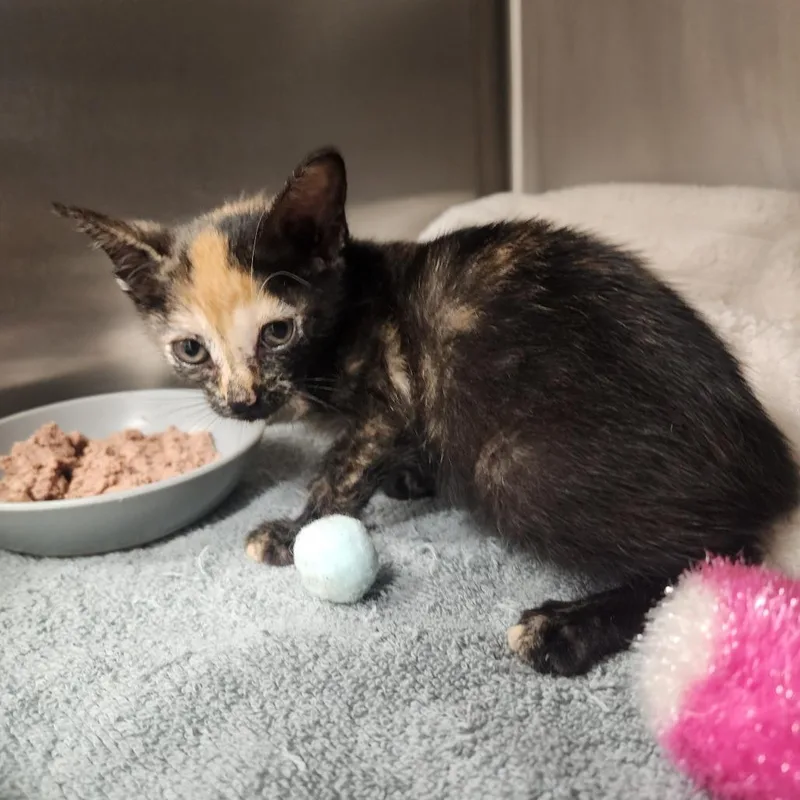 A baby small-sized female Tortoiseshell Domestic Short Hair cat named Pepper for adoption in Evensville, TN