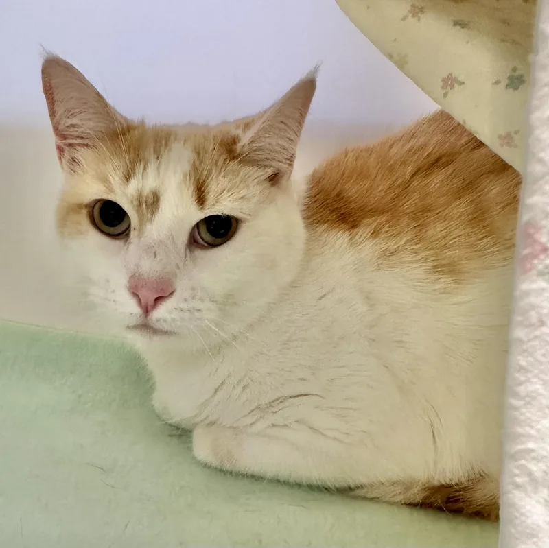 An adult medium-sized male Domestic Short Hair cat named Tofu for adoption in Reisterstown, MD