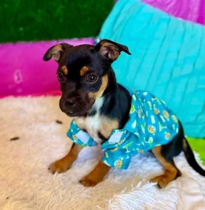 A baby small-sized female Chihuahua dog named Espresso for adoption in Visalia, CA