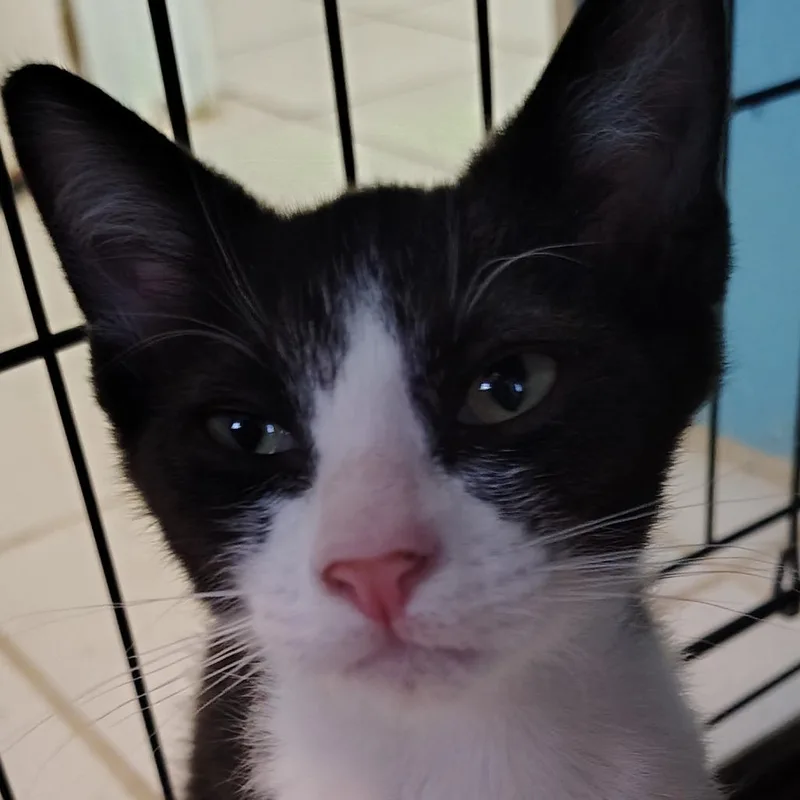 A baby small-sized male Domestic Short Hair cat named Austin Powers for adoption in Cumming, GA