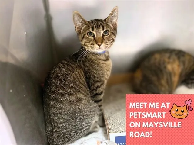 A baby small-sized male Domestic Short Hair cat named Cola for adoption in Fort Wayne, IN