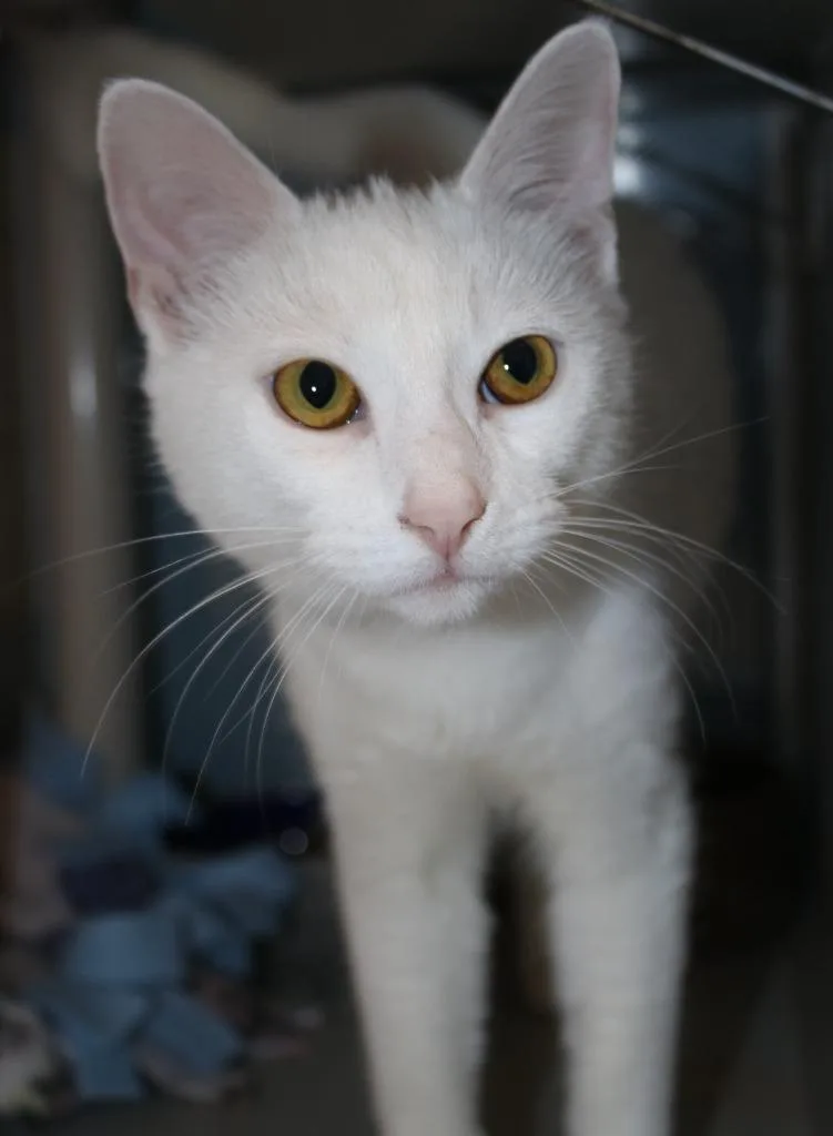 Mozzarella thumbnail 2