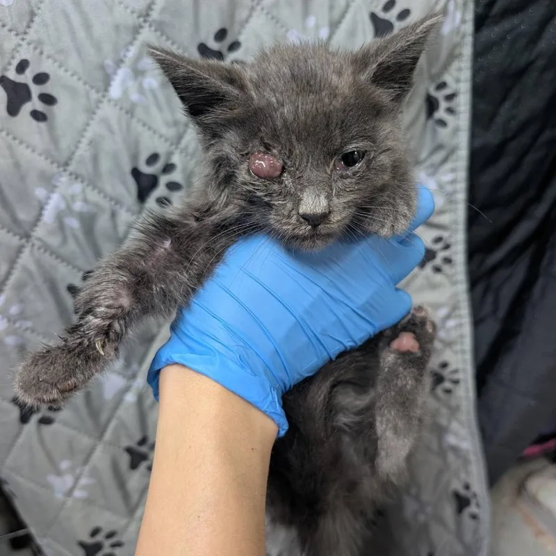 A baby small-sized male Gray / Blue / Silver Domestic Short Hair cat named Axos C for adoption in Minnetonka, MN