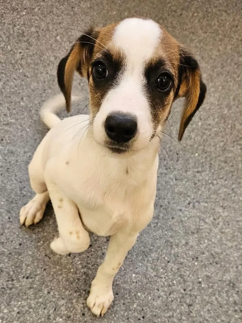 A young medium-sized female Hound dog named Shelby for adoption in Covington, VA