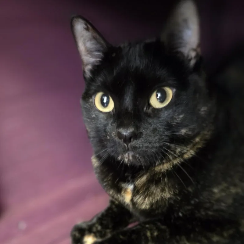 An adult medium-sized female Tortoiseshell Domestic Short Hair cat named Lucy for adoption in Branson, MO